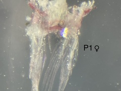 Diaptomidae