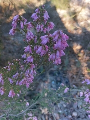 Erica australis