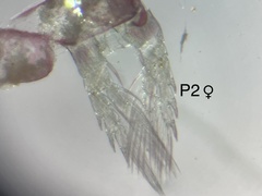 Diaptomidae