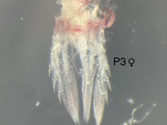 Diaptomidae