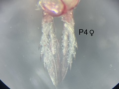 Diaptomidae