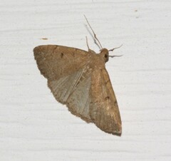 Zanclognatha protumnusalis