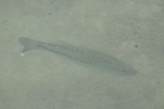 Micropterus treculii