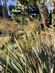 Cyperus papyrus