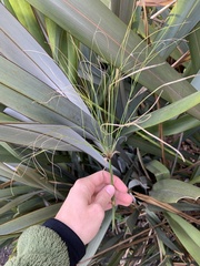 Cyperus papyrus