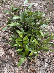 Persea borbonia