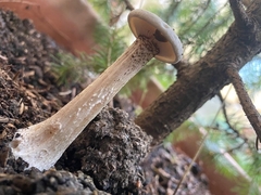 Melanoleuca verrucipes