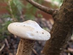 Melanoleuca verrucipes
