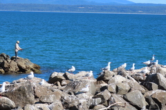 Chroicocephalus novaehollandiae novaehollandiae