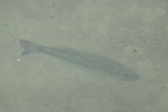 Micropterus treculii