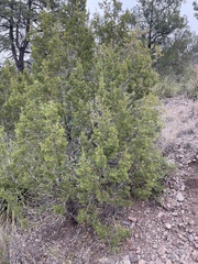 Juniperus monosperma