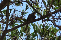 Nesoptilotis flavicollis