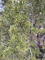 Juniperus monosperma