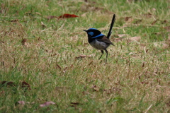 Malurus cyaneus cyaneus