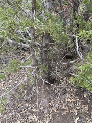 Juniperus monosperma