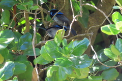 Malurus cyaneus cyaneus