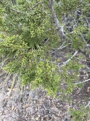 Juniperus monosperma