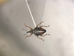 Ceutorhynchus semirufus