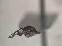 Ceutorhynchus semirufus