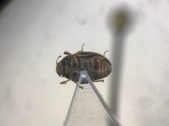 Arctobyrrhus subcanus