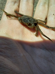 Pachygrapsus transversus