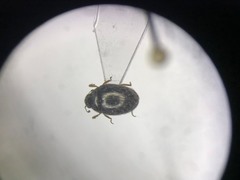 Arctobyrrhus subcanus