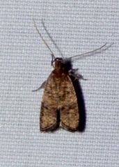 Psilocorsis quercicella