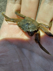 Pachygrapsus transversus