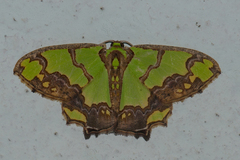 Agathia hemithearia