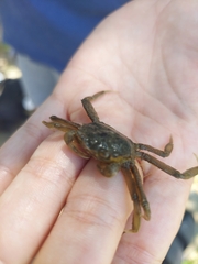 Pachygrapsus transversus