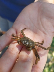 Pachygrapsus transversus