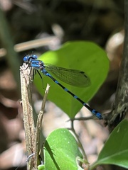 Argia serva