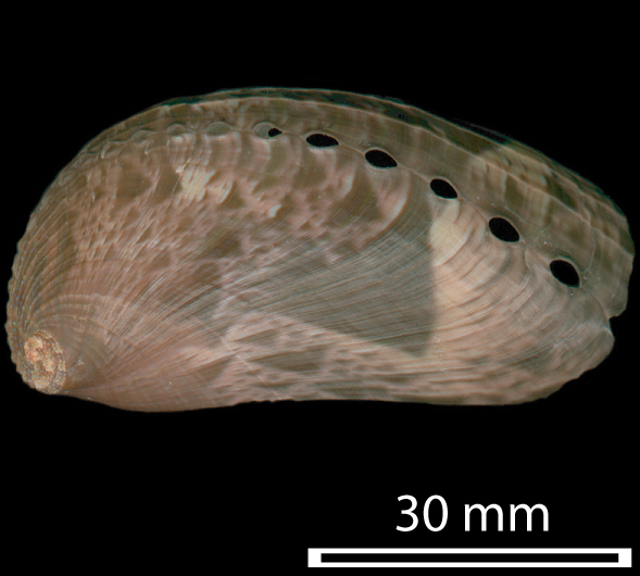 Ass's ear abalone