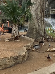 Anas platyrhynchos × acuta