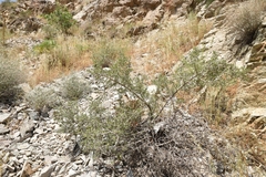 Amygdalus
