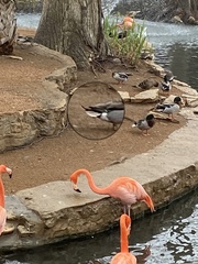 Anas platyrhynchos × acuta