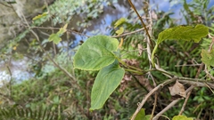 Cissus verticillata
