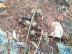 Anacampseros subnuda