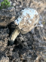 Montagnea arenaria