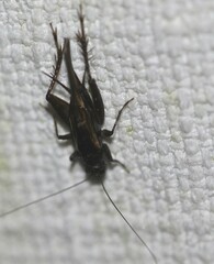 Teleogryllus commodus