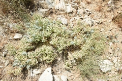 Euphorbia myrsinites