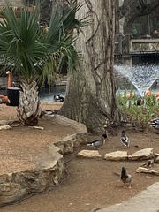 Anas platyrhynchos × acuta