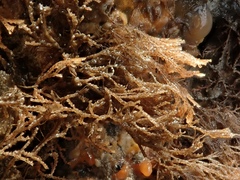 Cradoscrupocellaria reptans