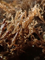 Cradoscrupocellaria reptans
