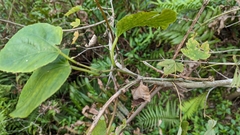 Cissus verticillata