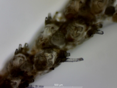 Cradoscrupocellaria reptans