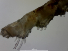 Cradoscrupocellaria reptans
