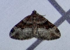 Xanthorhoe lacustrata