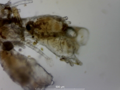 Cradoscrupocellaria reptans