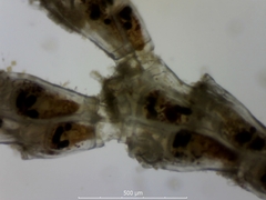 Cradoscrupocellaria reptans
